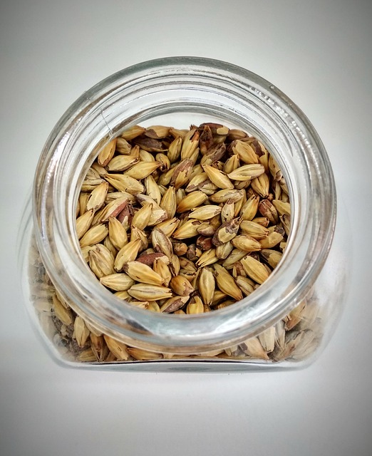 barley grain